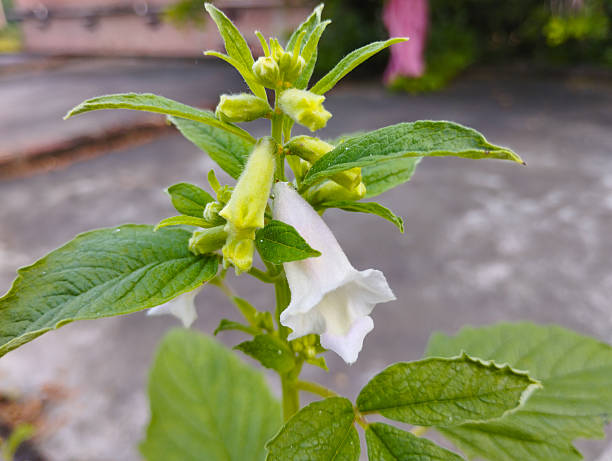 This is a close-up photograph of a sesame plant (Sesamum indicum) in bloom. The image beautifully captures the delicate, white, bell-shaped flower, along with its green, fuzzy leaves and developing buds. The soft, blurred background helps to emphasize the intricate details and fresh beauty of the flowering plant.