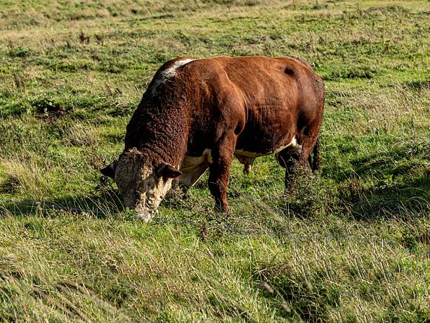 A steer in an animal enclosure at a sustainable farm in Embleton, North East England. He is standing on a grassy area with livestock tags on his ears. The bull is being raised as a stud for breeding with the heifers.