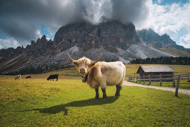 Scottish Highland cow standing on alpine meadow with wooden hut and rocky Dolomites mountains in background, Italy. Traditional cattle breed grazing in European Alps. Scenic landscape with cows