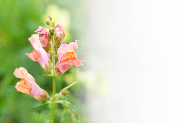 Snapdragon flowering in the garden, copy space