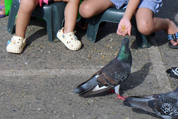 People feeding the birds in Davao City, Philippines on October 30, 2017