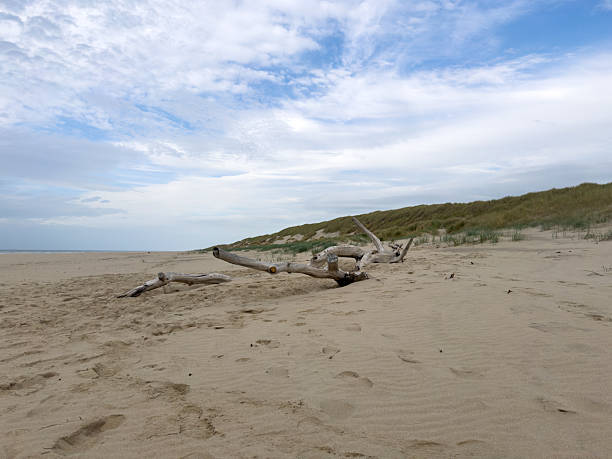 Driftwood rests on a sandy beach with soft waves lapping nearby, surrounded by grassy dunes and a cloudy sky, evoking tranquility and peace