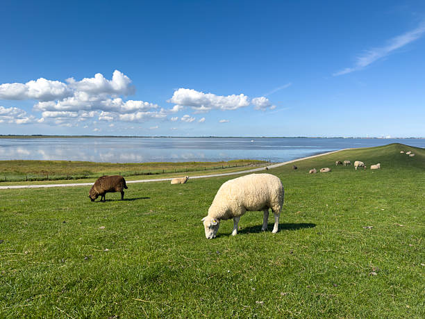 Sheep are grazing peacefully on vibrant green grass beside tranquil water, under a clear blue sky with soft clouds, showcasing nature's beauty