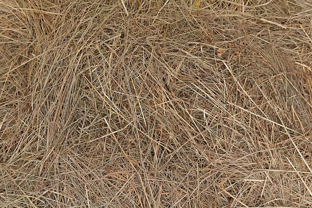 istock Dry straw, hay straw yellow 2236624740