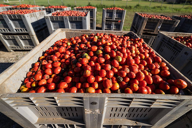 istock Harvested Tomatoes in Crates Under the Sun 2236625354