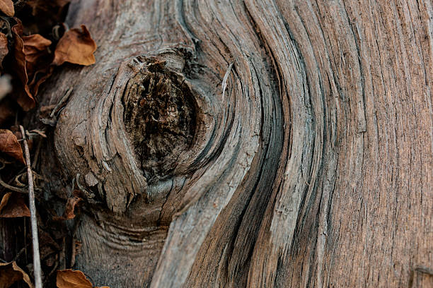 Close-up macro photograph of a weathered wood knot surrounded by flowing grain lines and natural textures. The detailed organic surface highlights the artistry of natural growth and aging, symbolizing resilience, time, and the beauty of raw materials. Perfect for eco-themed projects, sustainability campaigns, forestry concepts, or as an abstract organic background for design and creative use