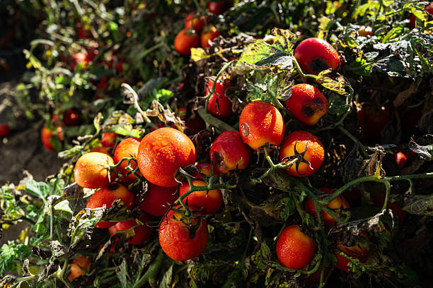 Close-up of ripe and unripe tomatoes on plants in an open agricultural field during summer. The image highlights the natural process of tomato ripening, an essential step in sustainable farming and food production.