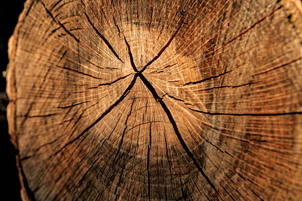 Close-up macro photograph of a tree trunk cross-section featuring detailed growth rings and natural cracks. The circular patterns highlight the passage of time and the resilience of wood, symbolizing age, history, and sustainability. Perfect for eco-themed projects, forestry, environmental campaigns, educational use, or as an abstract organic texture background in creative design