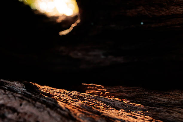 Close-up macro photograph of textured tree bark illuminated by soft warm sunlight, with blurred natural bokeh in the background. The detailed organic surface contrasts beautifully with the glowing light, symbolizing strength, resilience, and harmony with nature. Perfect for eco-themed projects, environmental campaigns, forestry concepts, or as an abstract organic background in creative design