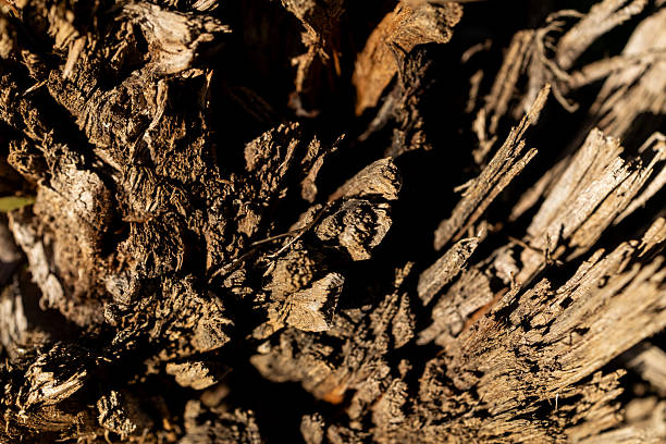 Detailed macro photograph of rugged, splintered wood with sharp textures and natural fiber patterns. The close-up highlights the raw, organic structure of tree bark and decayed wood, symbolizing resilience, time, and the natural cycle of growth and decay. Perfect for use in eco-themed designs, abstract backgrounds, environmental concepts, and creative projects exploring the beauty of natural textures