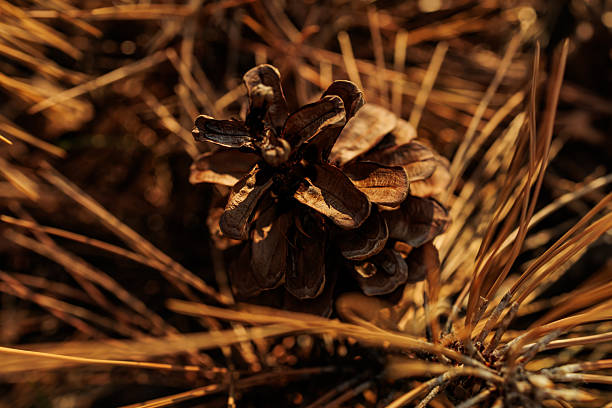 Close-up of a brown pine cone surrounded by dry pine needles in warm natural light. The earthy tones and detailed textures capture the cycle of forest life, symbolizing autumn, seed dispersal, and woodland ecology. Perfect for concepts of nature, botany, forestry, and organic patterns