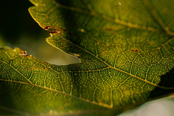Close-up macro photograph of a green leaf highlighting intricate vein patterns under dramatic sunlight and shadow contrast. The detailed organic structure symbolizes resilience, growth, and the beauty of nature’s hidden designs. Perfect for eco-themed projects, sustainability campaigns, botanical illustrations, or as a striking natural texture background for creative design work