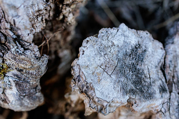 Close-up macro photograph of a weathered tree bark cross-section with pale, textured surface and intricate cracks. The detailed structure reveals the organic patterns formed by age and natural elements, symbolizing time, resilience, and the beauty of raw materials. Ideal for illustrating ecological themes, natural textures, forestry, sustainability, or as an abstract organic background for creative design projects