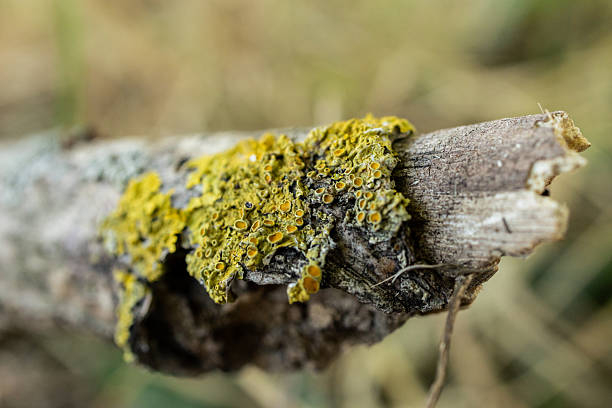 Close-up macro image of vibrant yellow-orange lichen colonies spreading across rugged tree bark. The detailed texture captures the intricate shapes and patterns of symbiotic growth, showcasing the resilience and beauty of micro-ecosystems. Perfect for illustrating ecological themes, biodiversity, environmental awareness, natural textures, and scientific or educational projects. Also ideal for creative design and abstract background use