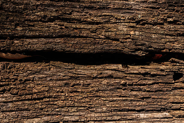 Close-up macro photograph of horizontal layers of cracked tree bark with deep dark crevices. The rugged surface highlights the raw, organic detail of aged wood, symbolizing resilience, time, and the beauty of natural patterns. Perfect for eco-themed projects, forestry concepts, environmental awareness, or as an abstract natural background for design and creative use