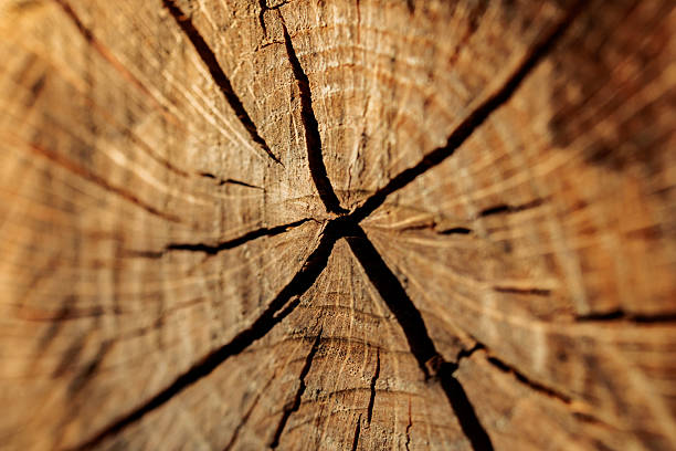 Close-up macro photograph of a tree trunk cross-section featuring detailed growth rings and natural cracks. The circular patterns highlight the passage of time and the resilience of wood, symbolizing age, history, and sustainability. Perfect for eco-themed projects, forestry, environmental campaigns, educational use, or as an abstract organic texture background in creative design