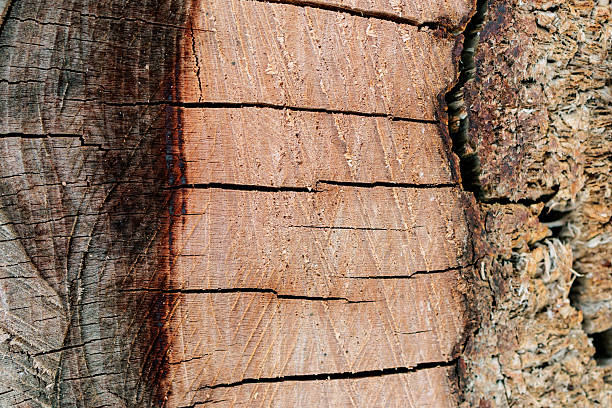 Close-up macro photograph of a tree trunk cross-section showing detailed growth rings, vertical cracks, and natural color variations. The organic surface highlights the passage of time and the resilience of wood, symbolizing age, history, and sustainability. Perfect for eco-themed projects, forestry, environmental awareness campaigns, or as an abstract organic background in creative design