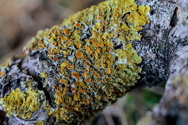 Close-up macro image of vibrant yellow-orange lichen colonies spreading across rugged tree bark. The detailed texture captures the intricate shapes and patterns of symbiotic growth, showcasing the resilience and beauty of micro-ecosystems. Perfect for illustrating ecological themes, biodiversity, environmental awareness, natural textures, and scientific or educational projects. Also ideal for creative design and abstract background use