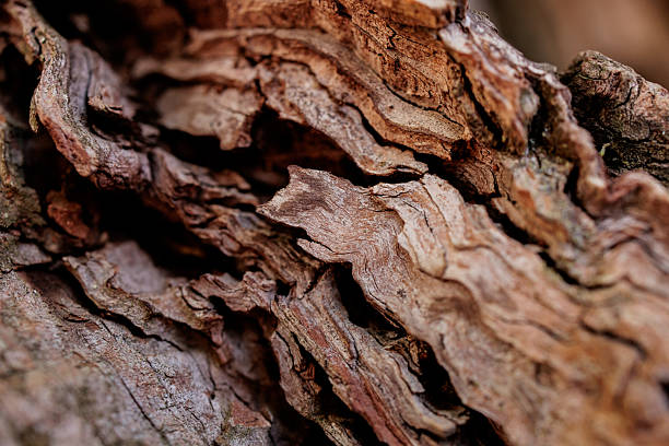 Close-up macro photograph of smooth, weathered tree bark with flowing linear cracks and organic textures. The natural surface patterns resemble abstract art, symbolizing time, resilience, and the raw beauty of nature’s aging process. Perfect for eco-themed projects, sustainability concepts, forestry, or as an abstract organic texture background for design and creative use