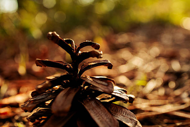 Close-up macro photograph of a pine cone resting on the forest floor, illuminated by warm sunlight with a soft blurred background. The detailed textures highlight natural patterns, symbolizing growth, renewal, and the cycles of the forest. Perfect for eco-themed projects, sustainability campaigns, seasonal concepts, or as an abstract organic background in creative and design applications
