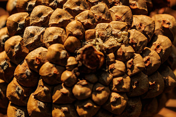 A Single Pinecone Rests on a Bed of Dried Pine Needles and Twigs in a Forest Setting