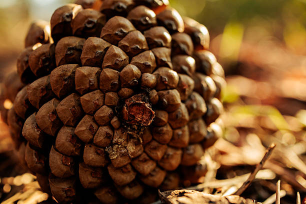 Close-up macro photograph of a pine cone resting on the forest floor, illuminated by warm sunlight with a soft blurred background. The detailed textures highlight natural patterns, symbolizing growth, renewal, and the cycles of the forest. Perfect for eco-themed projects, sustainability campaigns, seasonal concepts, or as an abstract organic background in creative and design applications