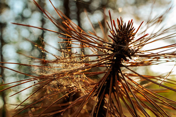 Close-up of a dried pine seed head with radiating brown needles captured in warm, natural sunlight. The soft golden background highlights the delicate lines and textures, evoking a sense of autumn, nature cycles, and organic patterns. Perfect for themes related to forestry, woodland life, botany, and seasonal change