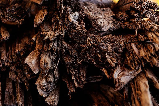 Detailed macro photograph of rugged, splintered wood with sharp textures and natural fiber patterns. The close-up highlights the raw, organic structure of tree bark and decayed wood, symbolizing resilience, time, and the natural cycle of growth and decay. Perfect for use in eco-themed designs, abstract backgrounds, environmental concepts, and creative projects exploring the beauty of natural textures