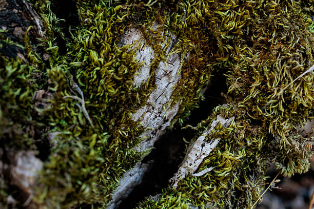 Close-up macro image of vibrant green moss covering tree bark, highlighting the fine textures and organic growth patterns of forest ecosystems. The detailed photograph captures the beauty of micro-landscapes, symbolizing resilience, renewal, and the delicate balance of nature. Perfect for illustrating ecological themes, natural textures, environmental awareness, or as a creative organic background for design projects