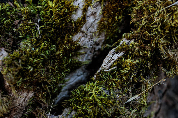 Close-up macro image of vibrant green moss covering tree bark, highlighting the fine textures and organic growth patterns of forest ecosystems. The detailed photograph captures the beauty of micro-landscapes, symbolizing resilience, renewal, and the delicate balance of nature. Perfect for illustrating ecological themes, natural textures, environmental awareness, or as a creative organic background for design projects