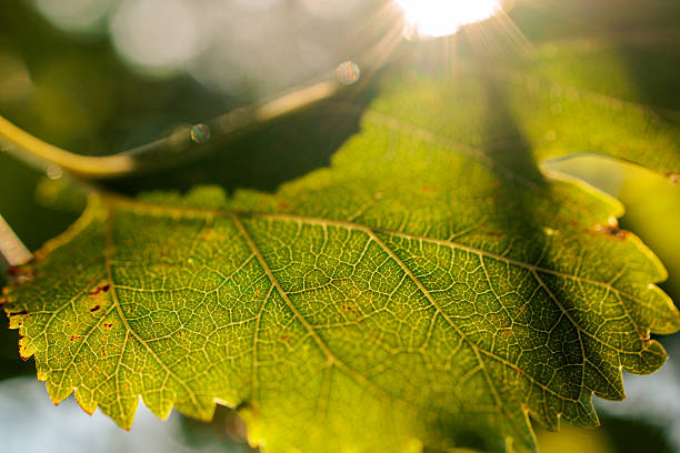 Close-up macro photograph of a vibrant green leaf illuminated from behind by warm sunlight, revealing intricate vein details and natural textures. The glowing light emphasizes the beauty of organic patterns and symbolizes growth, renewal, and the connection between nature and energy. Perfect for eco-themed projects, sustainability campaigns, botanical illustrations, or as a natural abstract background for creative design