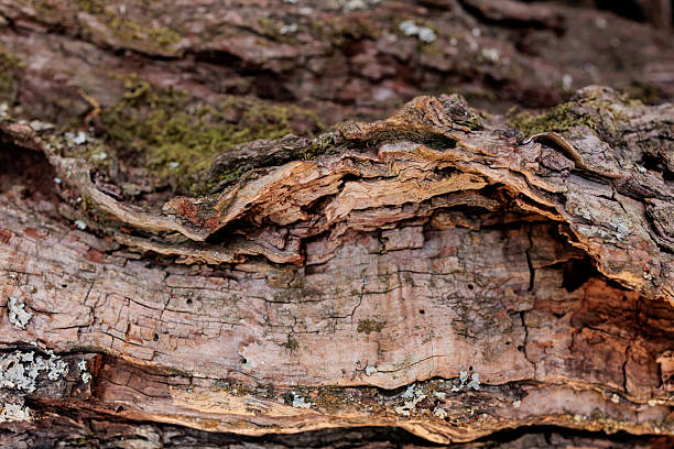 Close-up macro photograph of smooth, weathered tree bark with flowing linear cracks and organic textures. The natural surface patterns resemble abstract art, symbolizing time, resilience, and the raw beauty of nature’s aging process. Perfect for eco-themed projects, sustainability concepts, forestry, or as an abstract organic texture background for design and creative use