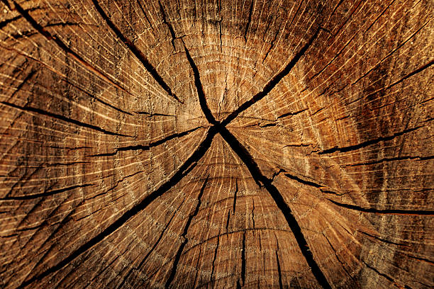 istock Macro of Tree Trunk Cross-Section with Growth Rings and Cracks 2236627639