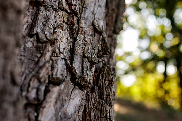 Close-up macro photograph of rugged tree bark illuminated by soft sunlight, with a blurred natural background. The image highlights detailed cracks and organic textures, symbolizing strength, resilience, and the timeless beauty of nature. Perfect for use in eco-themed projects, environmental campaigns, natural design textures, forestry concepts, or as an artistic abstract background