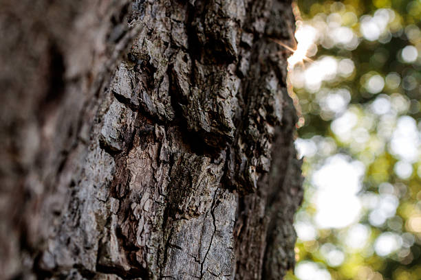 Close-up macro photograph of rugged tree bark illuminated by soft sunlight, with a blurred natural background. The image highlights detailed cracks and organic textures, symbolizing strength, resilience, and the timeless beauty of nature. Perfect for use in eco-themed projects, environmental campaigns, natural design textures, forestry concepts, or as an artistic abstract background