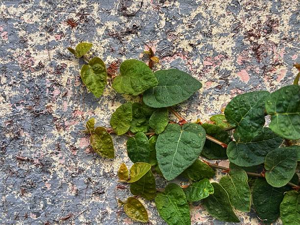 vibrant green ivy plants climbing across the surface of a grey concrete wall on a sunny day