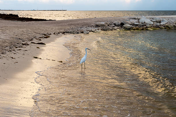 A tranquil coastal scene at sunset features a lone white heron wading along the shore as gentle waves wash the sand. Warm light creates a peaceful, natural mood for travel and nature themes.