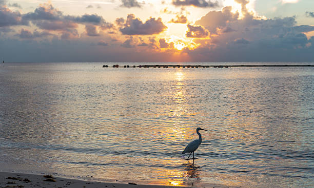 istock Serene Sunset Over Calm Ocean With Beach, Reflections, And A Heron Wading in Shimmering Water 2236629996