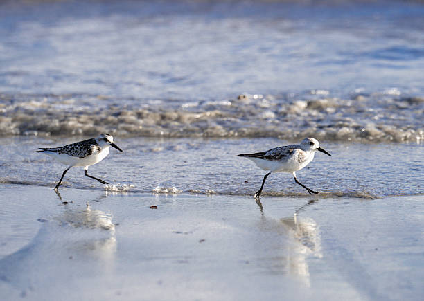 istock Two Sandpipers Walking Along the Tidal Shore With Reflections on Wet Sand 2236630619