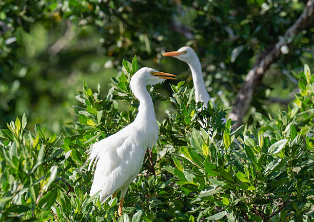 istock Two White Egrets Perched Among Fresh Green Shrubs in Sunny Natural Setting 2236630702