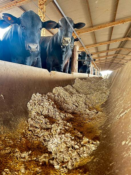 istock Animals and feed in feedlot system. High technology in animal nutrition a confinement 2236631059