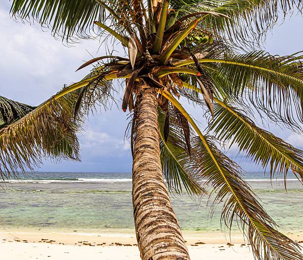istock Palm tree bending over tropical beach and ocean 2236631880