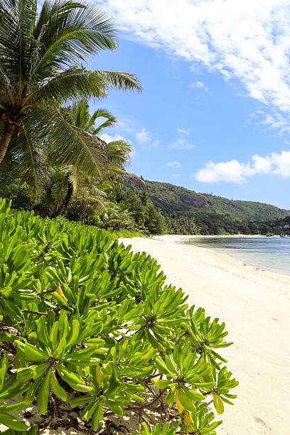 istock Tropical beach view, green plants, palm trees, ocean water 2236631965