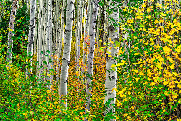 istock Fall Autumn Foliage in Mountain Aspen Forest 2236633434