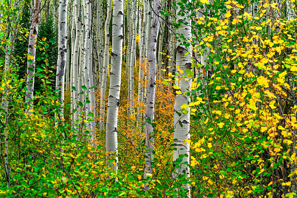 istock Fall Autumn Foliage in Mountain Aspen Forest 2236633447