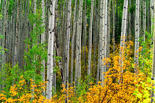 Colorado mountains foliage in autumn fall on Castle Creek scenic road with colorful yellow leaves on american aspen trees trunks forest in foreground
