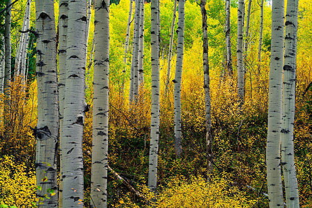 istock Fall Autumn Foliage in Mountain Aspen Forest 2236634815