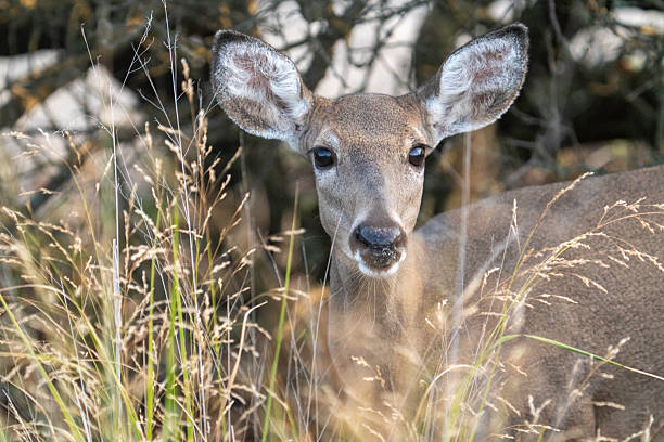 Portrait of White-tailed Deer #1