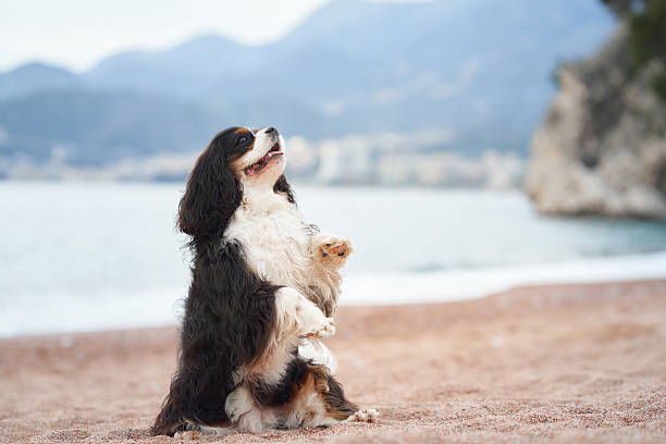 A dog cavalier king charles, a ruby puppy on the beach, with a piece of wood