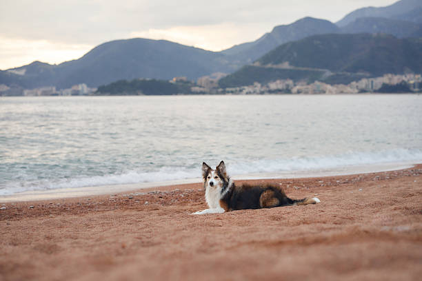 A border collie sits quietly on beach sand looking at the water. The background features still waves and distant hills.